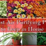 10 Best Air Purifying Plants For Healthier Air and Environment