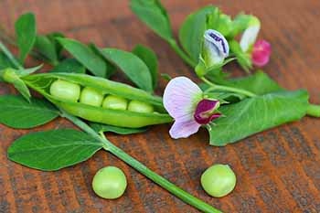 Image of Green Peas for Vegans